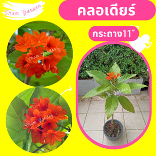 ต้นคลอเดียร์ #คลอเดียร์ คลอเดียร์สีส้ม