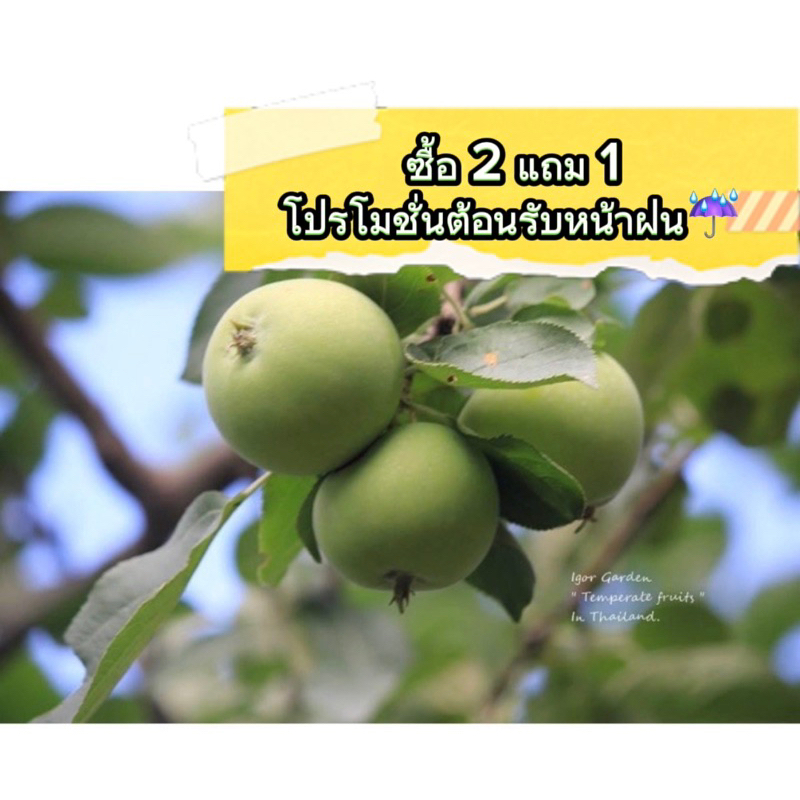 แอปเปิ้ลเขียว🪴🍏( Wild apple ) กล้าเพาะเมล็ด/กล้าสูงประมาณ25-30ซม. กล้าละ 200.-โปร✅ซื้อ 2 แถม1✅ ต้อนรับหน้าฝน☔️