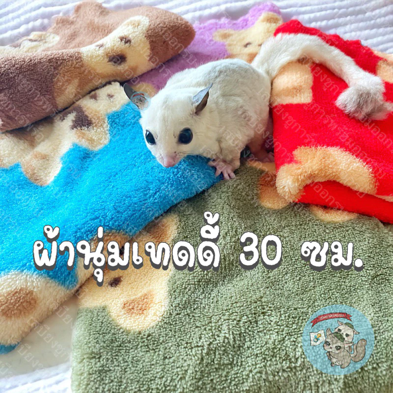 V ( ผ้าเทดดี้ 30 ซม. ) ผ้า ผ้านุ่ม ผ้านุ่มนิ่ม ผ้าขนปุย ผ้าปุย ผ้าขน สัตว์เลี้ยง สัตว์เล็ก ชูก้า ชูการ์ บุชเบบี้ ลิง