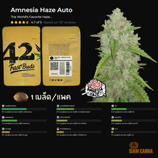 เมล็ดกัญชา Amnesia Haze Auto - Fastbuds Pack : 1 seed พร้อมแพ็คเกจค่าย เมล็ดกัญชาออโต้