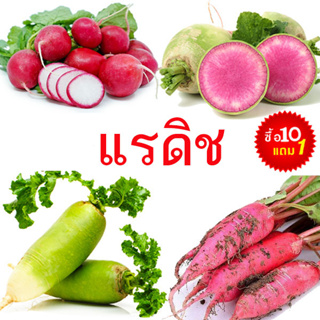 แรดิช📌รวมทุกพันธุ์🎯ถูกที่สุด10 บ.🎯เมล็ดพันธุ์แรดิช 20-50 เมล็ด☘️ปลูกง่าย🌱โตไว☘️ทานอร่อย