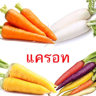 แครอท🎈รวมทุกสายพันธุ์🎯ถูกที่สุด10 บ.🎯เมล็ดพันธุ์แครอททุกสายพันธุ์ 20-50 เมล็ด🎈ปลูกง่าย🌱หัวใหญ่☘️รสชาติดี