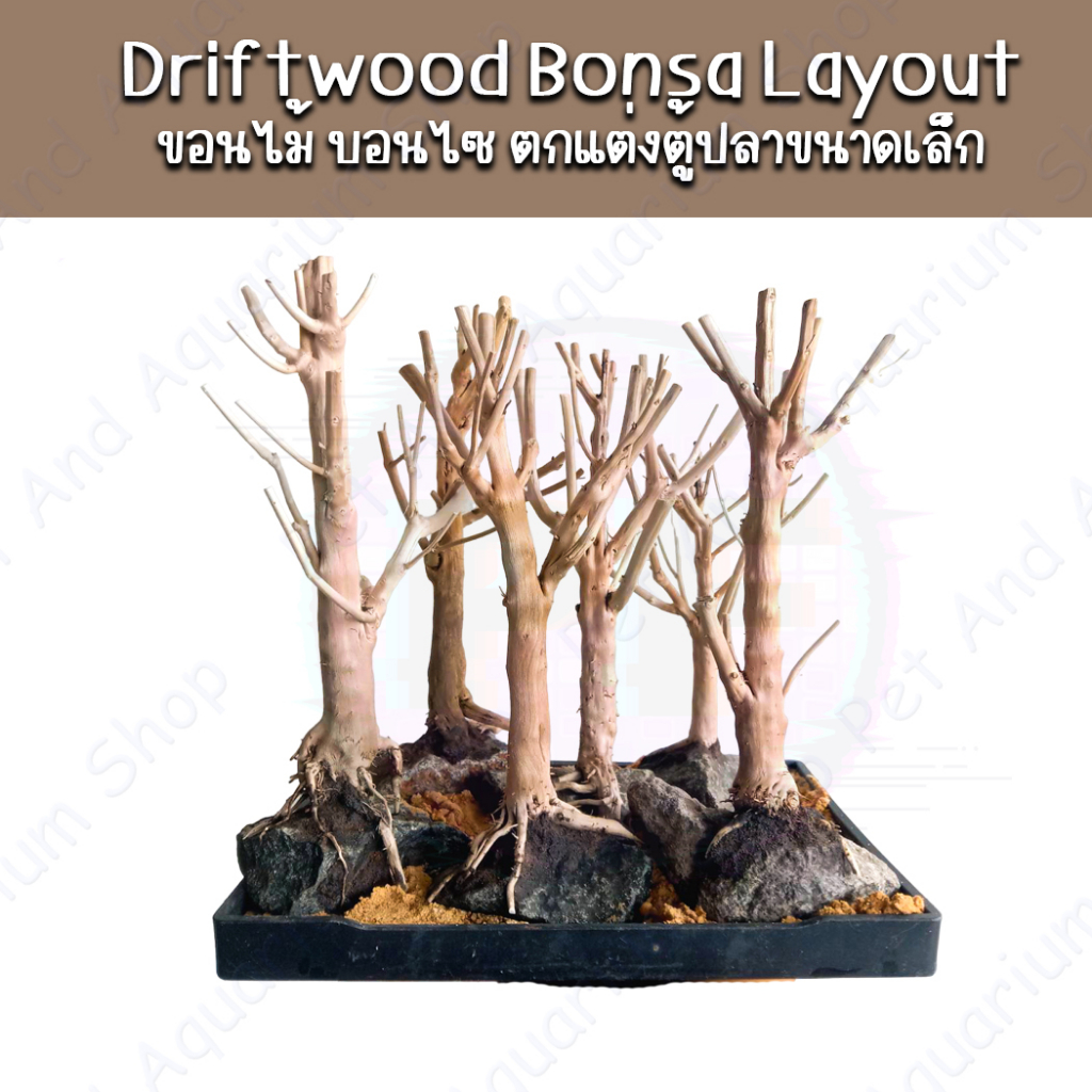 Driftwood bonsa Layout ขอนไม้บอนไซ สำหรับตั้งตู้ไม้น้ำ ตกแต่งตู้ปลา Bonsai ตู้ไม้น้ำ ตู้ปลา พรรณไม้น้ำ บอนไซ