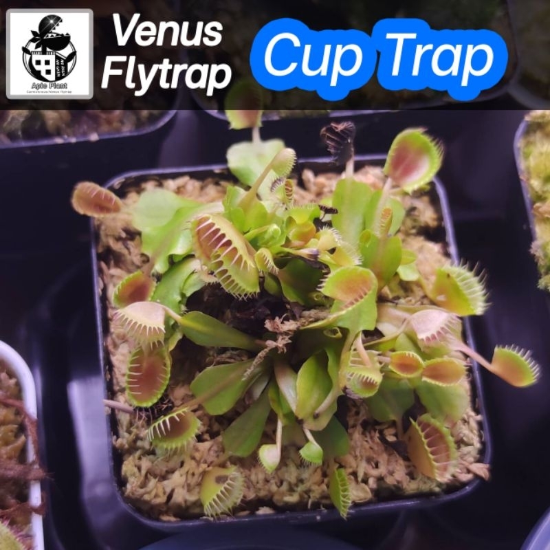 🔥New กาบหอยแครง (Venus Flytrap) DM.CupTrap หายาก!