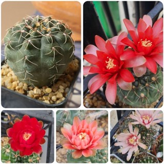 ยิมโนบัลเดียนัม แคคตัส Gymnocalycium Baldianum ลุ้นสีดอก ไม้เมล็ด