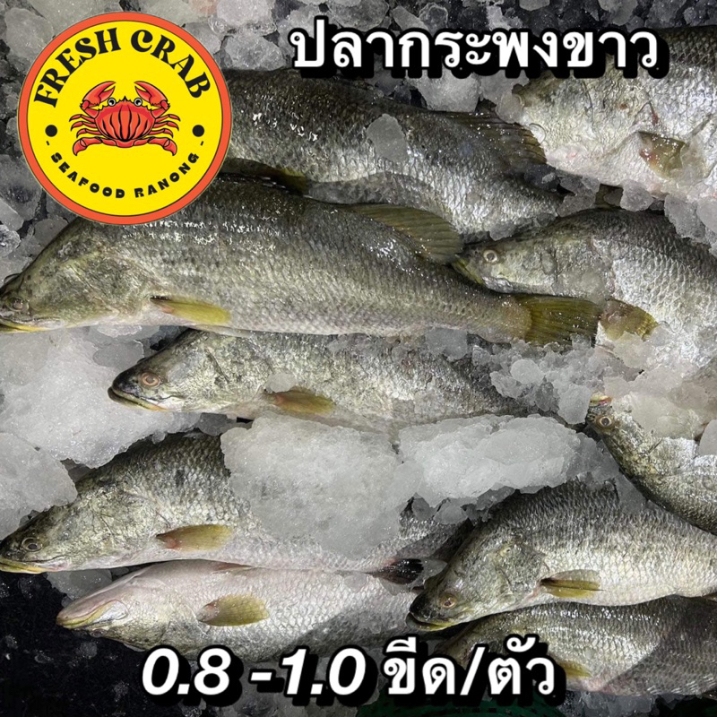 ปลากระพงขาว 0.8-1.0 ขีด/ตัว (ส่งตรงจากระนอง)