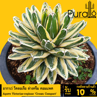 ต้นอากาเว่  วิคตอเรีย ด่างครีม คอมแพค  Agave Victoriae-reginae Cream Compact #Agave #succulent #อากาเว่