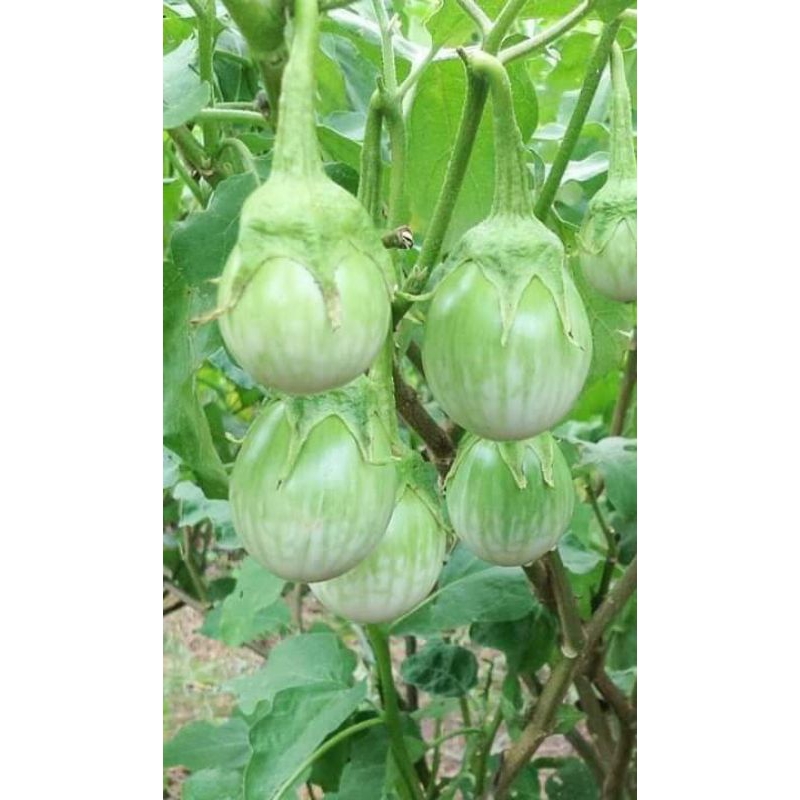 🌱เมล็ดมะเขือเปราะน้ำหยด100เมล็ด (5แถม1คละได้)