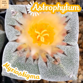 [มายริโอ้สติกม่า 4 พลู ไซส์ใหญ่] Astrophytum Myriostigma  ส่งพร้อมกระถาง แคคตัส Cactus Succulent Haworthia Euphorbia