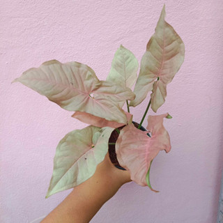 🌿ออมชมพู Pink Syngonium🌿 กระถาง 4 นิ้ว ไม้เลื้อยใบชมพูสีหวาน