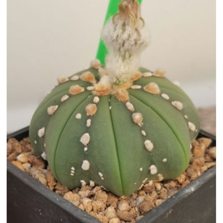 แอสโตร​ไฟตั้ม  เว้า วี  #แคสตัส castus​ astrophytum แอสโตร แอสโตร​ไ​ฟตั้​ม แอสโตรไฟตัม แอสโตรวี super​