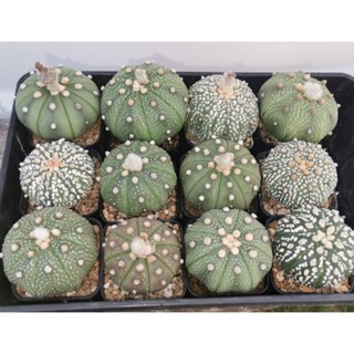 แอสโตรไฟตั้ม ยกset  เหมา9ต้น #แคสตัส castus​ astrophytum แอสโตร แอสโตร​ไ​ฟตั้​ม แอสโตรไฟตัม กระบองเพชร แอสโตรวี super