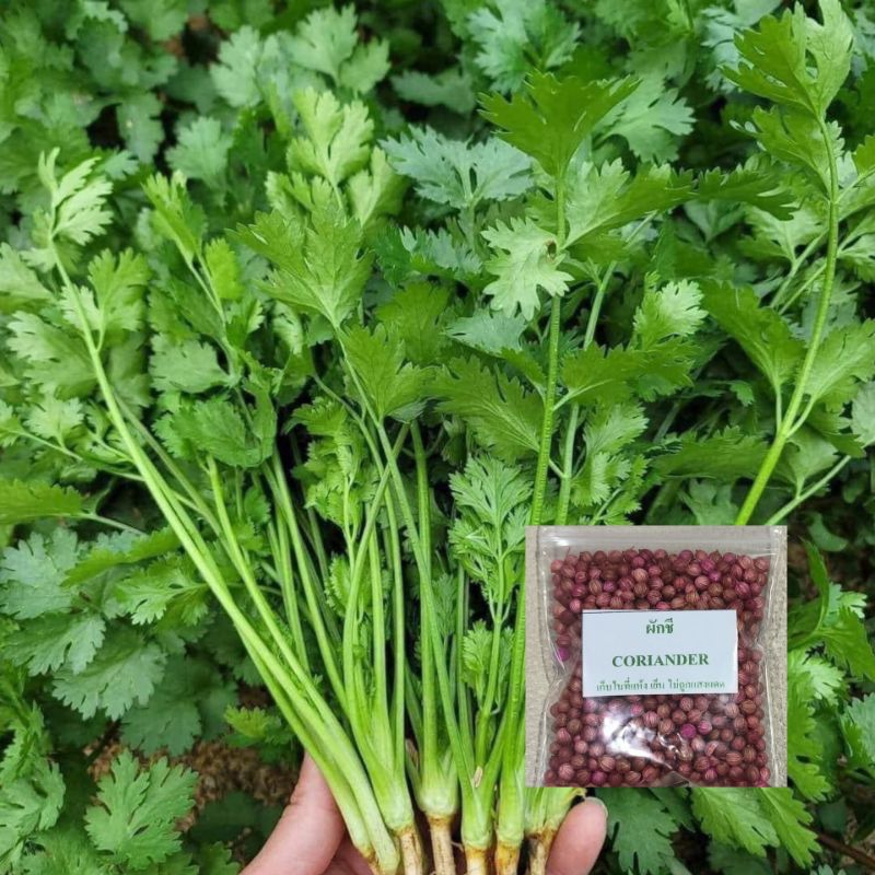 🌱 เมล็ดพันธุ์ผักชี 10 กรัม ห่อใหญ่งอกดีมาก (5แถม1คละได้) ผักไทย