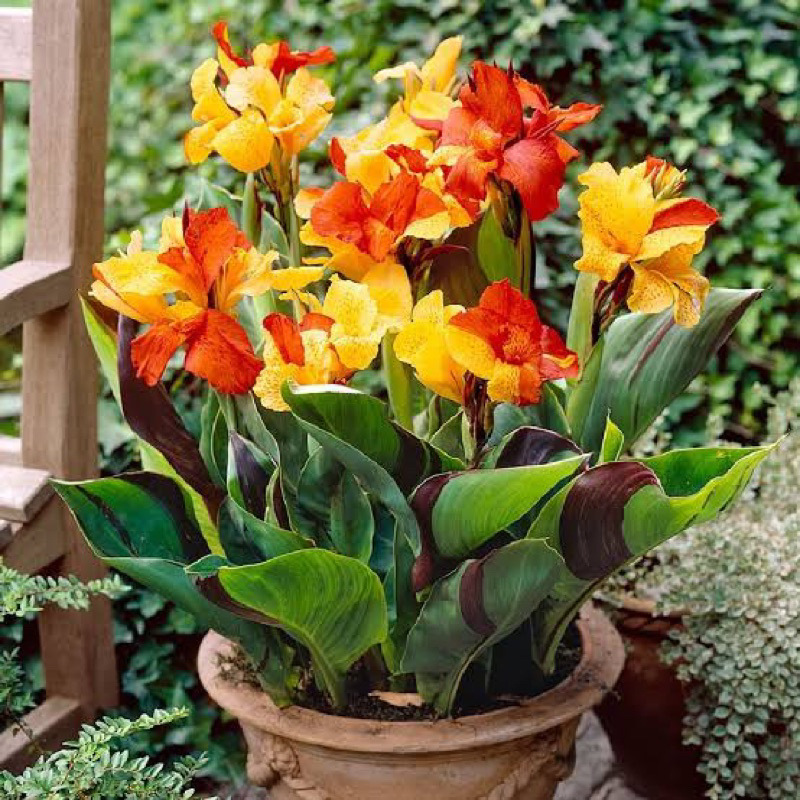พุทธรักษาคลีโอพัตรา Cleopatra canna