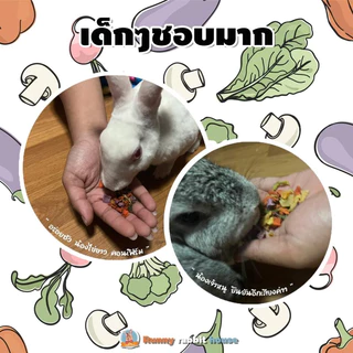 ผักรวมอบแห้งฟรีซดราย ไซส์ใหญ่สุดคุ้ม อาหารเสริมสำหรับสัตว์ฟันแทะ กระต่าย แก๊สบี้ ชินชิลล่า