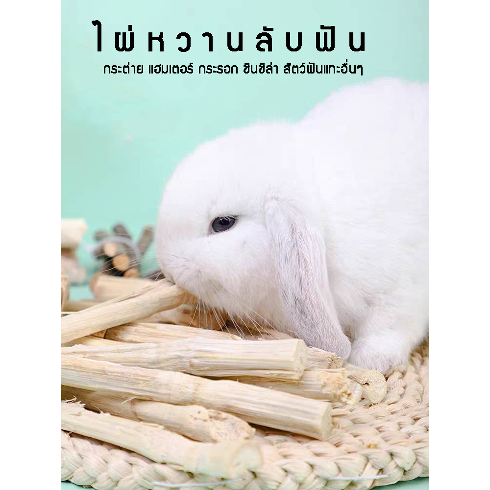 ไผ่หวานลับฟันเเบ่งขาย1 อัน ไม้เเทะลับฟันเเฮมเตอร์ ชินชิลล่า กระต่าย กระรอก สัตว์ฟันแทะอื่นๆ