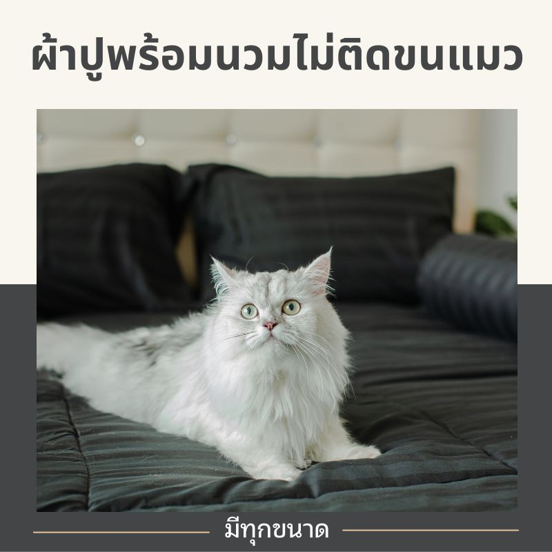 ผ้าปูที่นอน พร้อม ผ้านวม ไม่ติดขนสัตว์ ผ้าปู ที่นอน ไม่ติด ขนแมว มีทุกขนาด 3.5 -  6 ฟุต ขนแมวปัดออกง่าย