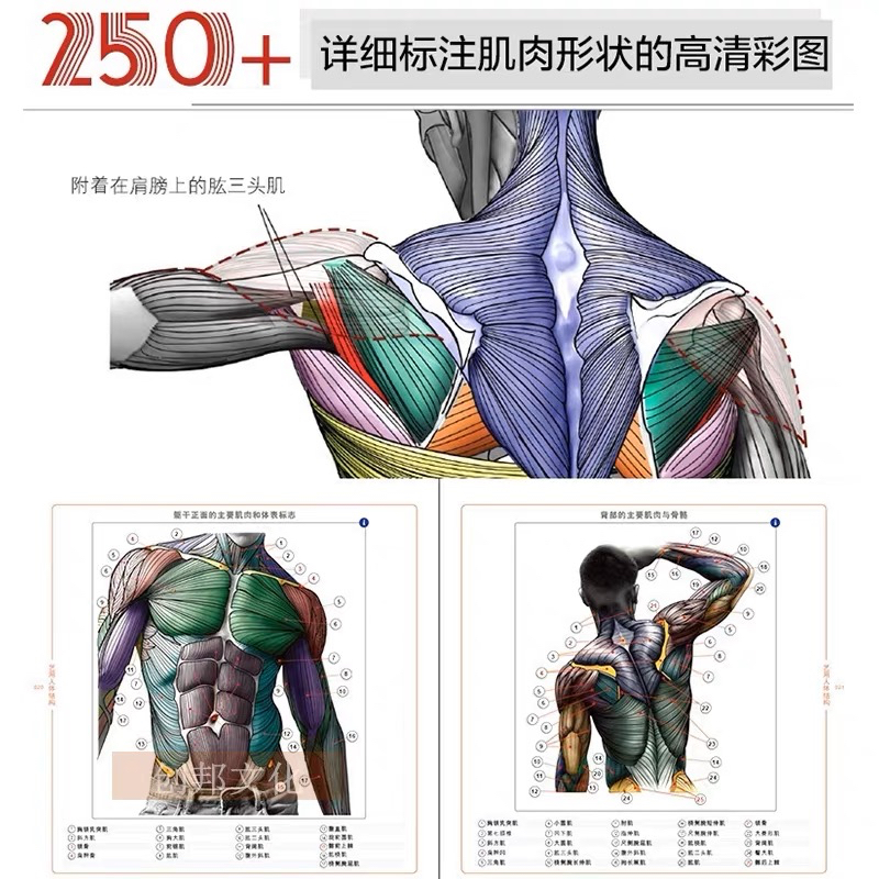 ANATOMY FOR SCULPTORS โครงสร้างร่างกายมนุษย์ กล้ามเนื้อ กายวิภาคศาสตร์ หนังสือสอนวาดรูป วาดภาพคน ศิลปะ - รูปที่ 4