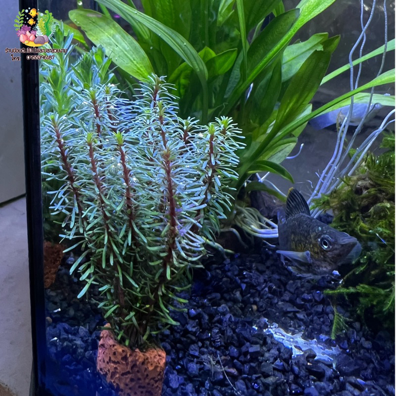 วาเลนขี่ดิบ(((จิ๋ว))) - รูปที่ 2