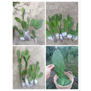 โอพันเทีย opuntia cochenillifera อาหารเต่าซูคาต้า กระบองเพชรใบเสมา หูกระต่าย มิกกี้เม้า ไร้สารพิษ มีรากทุกต้น cactus