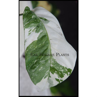 Epipremnum pinnatum variegated กระถาง 3 นิ้ว