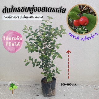 ต้นไทรชมพู่ออสเตรเลีย ไทรชมพู่ ไม้ประดับกินได้ ต้นสูง50-80cm.