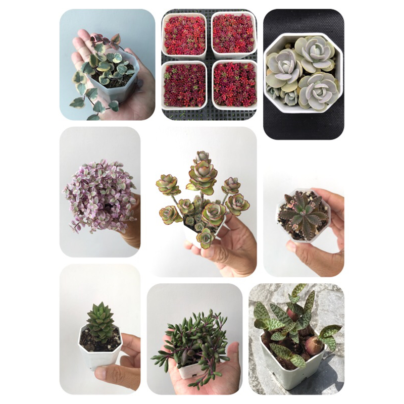 ไม้อวบน้ำ กุหลาบหิน แคคตัส succulent ในกระถาง 2 นิ้ว