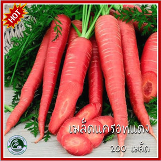 200 เมล็ด แครอทแดง Carrot แครอท เมล็ดแครอท เมล็ดพันธุ์แครอท เมล็ดแครอทแดง เมล็ดแครอทสีแดง แครอทสีแดง