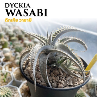 Dyckia Wasabi (ดิกเกีย วาซาบิ)