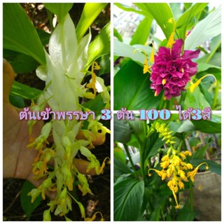 ต้นเข้าพรรษา 3 ต้น100 ได้สามสี