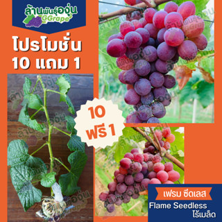 [แพ็ค 10 แถม 1] กิ่งพันธุ์องุ่น เฟรม ซีดเลท (Flame Seedless) ไร้เมล็ด