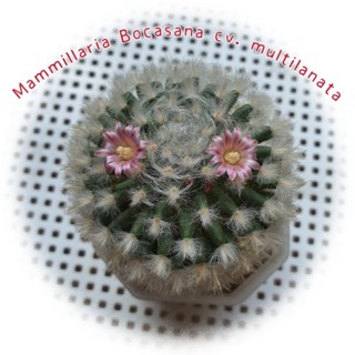 แมมขนแกะ  แคคตัส ไม้เมล็ด Mammillaria Bocasana แคคตัส กระบองเพชร cactus&amp;succulent ลุ้นสีดอกนะคะ