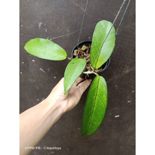 hoya sp lai chau โฮย่าป่าเวียดนาม โฮย่าใบมะม่วง