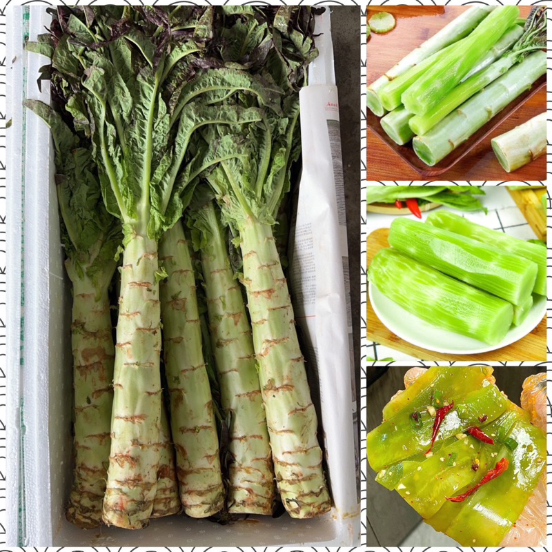 ต้นผักกาด 2-3ต้น ขนาด1500-2000กรัม中国莴笋 โอชุ่นกรุบๆกรอบๆยำ ผัด กินกับหม่าล่า อร่อยๆสุดๆ