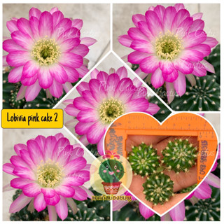 หน่อเด็ดสด  3 หน่อละ 25 บาท  แคคตัส/กระบองเพชร Cactus Lobivia โลบิเวีย Pinkcake2 สีใหม่ล่าสุด