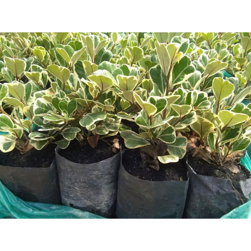 หัวใจเศรษฐี สาริกาด่าง ไม้มงคล เรียกทรัพย์ 1️⃣ ต้น 1️⃣9️⃣บาท เท่านั้น ซื้อ2️⃣0️⃣แถม1️⃣ฟรี 💥 สุดประหยัด