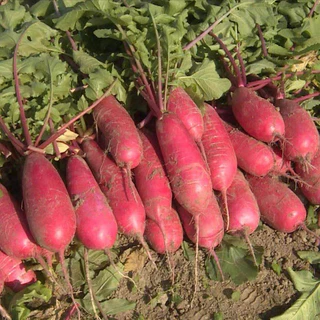 เมล็ดผักกาดหัว 150+เมล็ด (ซื้อ10แถม2 คละได้) ผักกาดหัว ไชเท้าสับปะรด