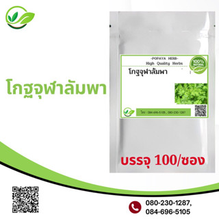 Popaya Common wormwood สมุนไพร โกฐจุฬา-ลัมพา ชิงเฮา, ชิงฮาว, บรรจุ 100 C.