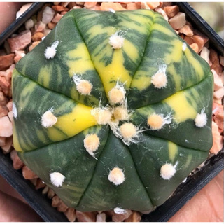 นูดัมด่างลายสวยมาก ทรงดีย์เว้าแบนแป้น😍😍🧡💛💚Astrophytum asterias Variegata ลายด่างกระจ่ายทุกพู ผิวเข้ม