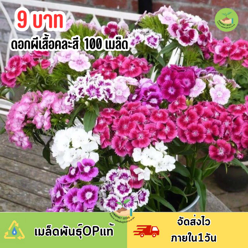 9 บาท เมล็ดพันธุ์ ดอกผีเสื้อคละสี 100 เมล็ด