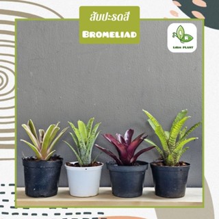 🍍ต้นสับปะรดสี Bromeliad (หลายชนิด) ส่งทั้งกระถางขนาด4"นิ้ว