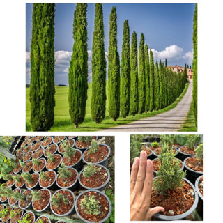 สนดินสอ Italian cypress ไม้ตอแตกกอแน่น ไม่บาง ความสูง25cm