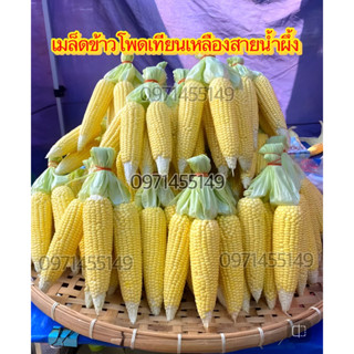 เมล็ดข้าวโพดเทียนเหลืองสายน้ำผึ้ง1กิโลกรัม