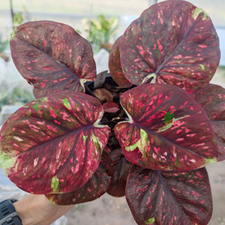 ฉัตรทินกร บอนสี Caladium