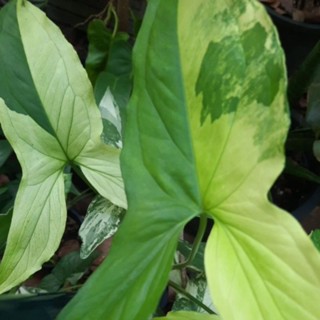 เงินไหลมาด่างขาว (Syngonium podophyllum Variegeted)