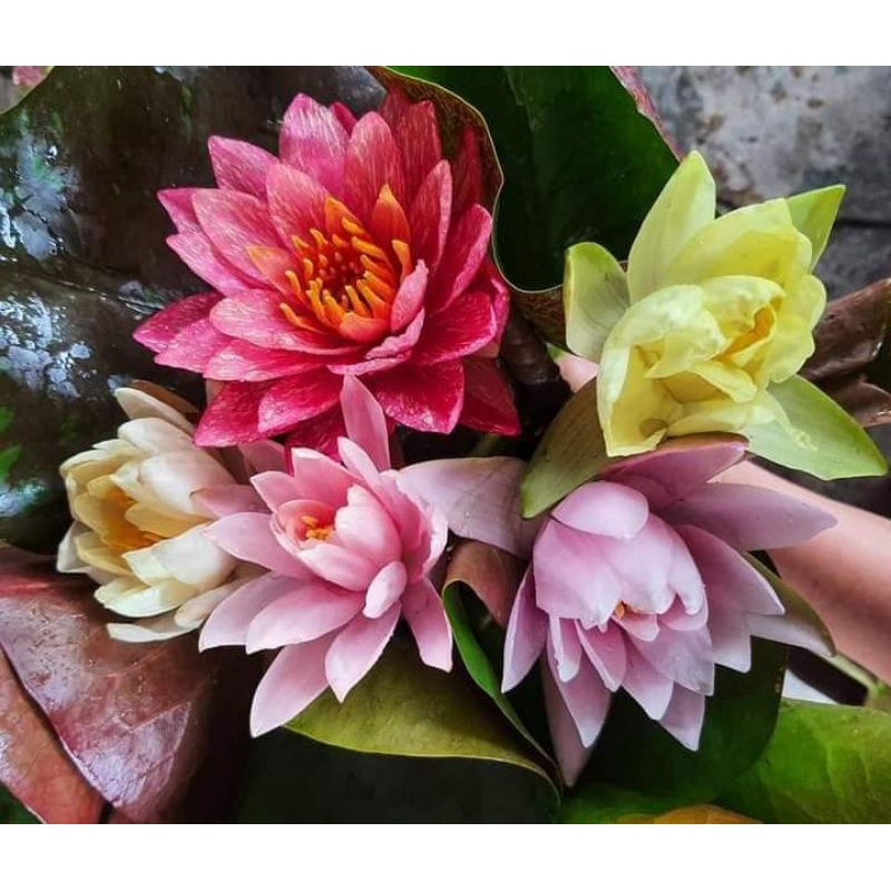 ชุดบัวนอก5ต้น5สายพันธ์