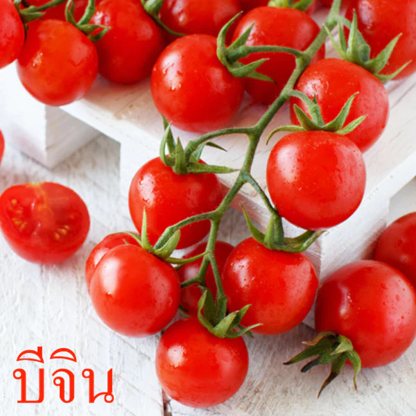 มะเขือเทศญี่ปุ่น🎈บีจิน🎯ถูกที่สุด10บ.🎯มล็ดพันธุ์มะเขือเทศญี่ปุ่นพันธุ์บีจิน 5-25เมล็ด 🎈งอกง่าย☘️ลูกดก🌱ทานอร่อย