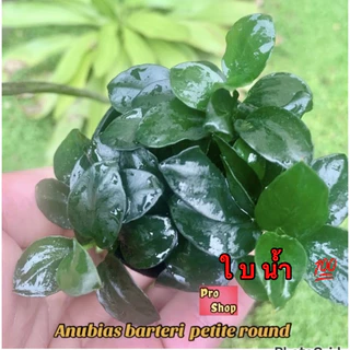🔥Anubias petite 🍃🌱🌿 ใบน้ำ 💯 อนูเบียสแคระ ไม้น้ำยอดนิยม ฟอร์มสวย เต็มพอต👍