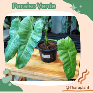 ฟิโลเดนดรอน พาไรโซ่ ต้นใหญ่ ลายใบด่างสวยน่าสะสม Philodendron Paraiso Verde รากแน่นๆกระถาง ไม้ใบ