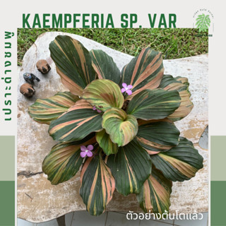 เปราะด่างชมพู | เปราะป่าด่าง | เปราะด่าง | Kaempferia sp. variegated